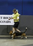 2012 National Specialty Puppy Sweepstakes